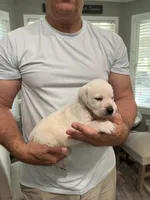 Buddy, a male Labrador Retriever for sale in Florence, SC – 3 of 3