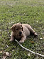 Buddy, a male Labrador Retriever for sale in Florence, SC – 4 of 8