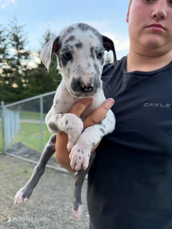 Harlequin Female – Great Dane puppy for sale in Castle Rock, WA