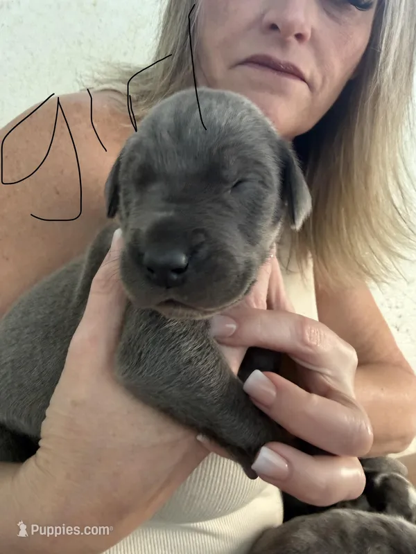 Blue Female – Great Dane puppy for sale in Castle Rock, WA