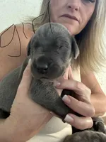 Blue Female, a male Great Dane for sale in Castle Rock, WA – 3 of 3