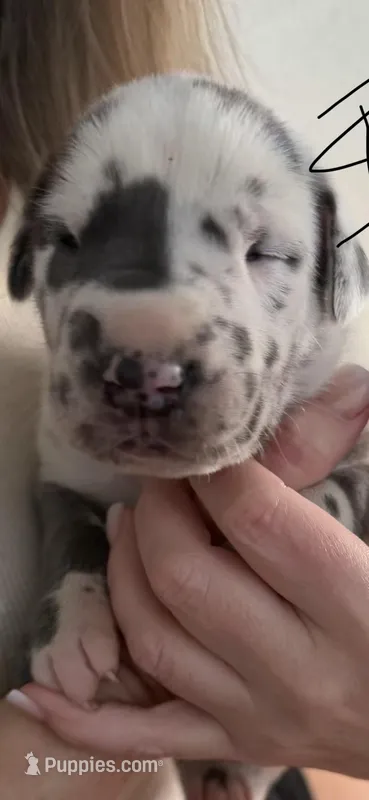 Harlequin Male – Great Dane puppy for sale in Castle Rock, WA
