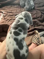 Harlequin Male, a male Great Dane for sale in Castle Rock, WA – Photo 2 of 2