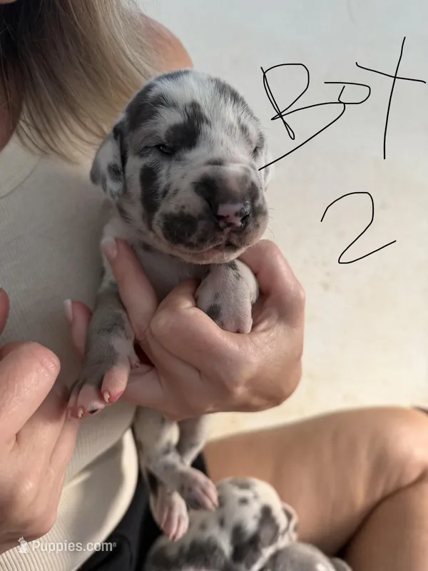 Harlequin Male – Great Dane puppy for sale in Castle Rock, WA
