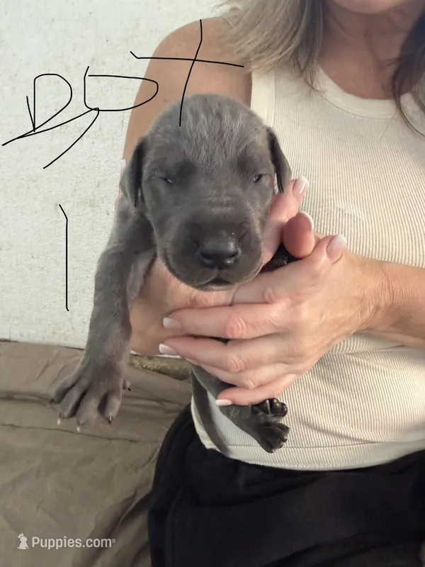 Blue Male – Great Dane puppy for sale in Castle Rock, WA