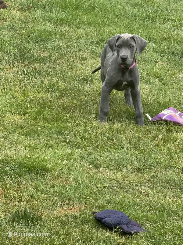 Blue Female – Great Dane puppy for sale in Castle Rock, WA