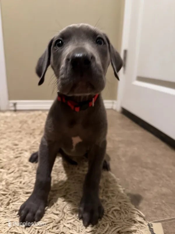 Blue Female – Great Dane puppy for sale in Castle Rock, WA