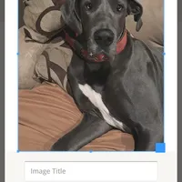 Great Dane, a male Great Dane for sale in Castle Rock, WA – Photo 2 of 3