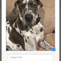Great Dane, a male Great Dane for sale in Castle Rock, WA – Photo 3 of 3