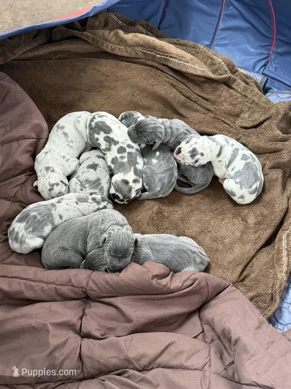Great Dane – Great Dane puppy for sale in Castle Rock, WA