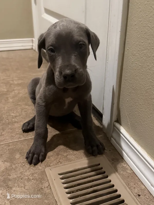 Blue Female – Great Dane puppy for sale in Castle Rock, WA