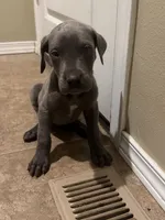 Blue Female, a male Great Dane for sale in Castle Rock, WA – 2 of 3
