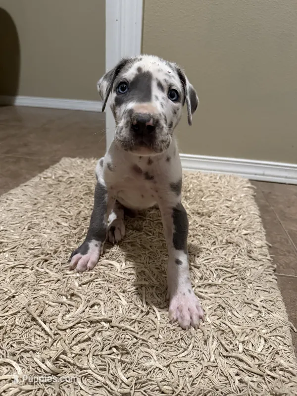 Harlequin Male – Great Dane puppy for sale in Castle Rock, WA