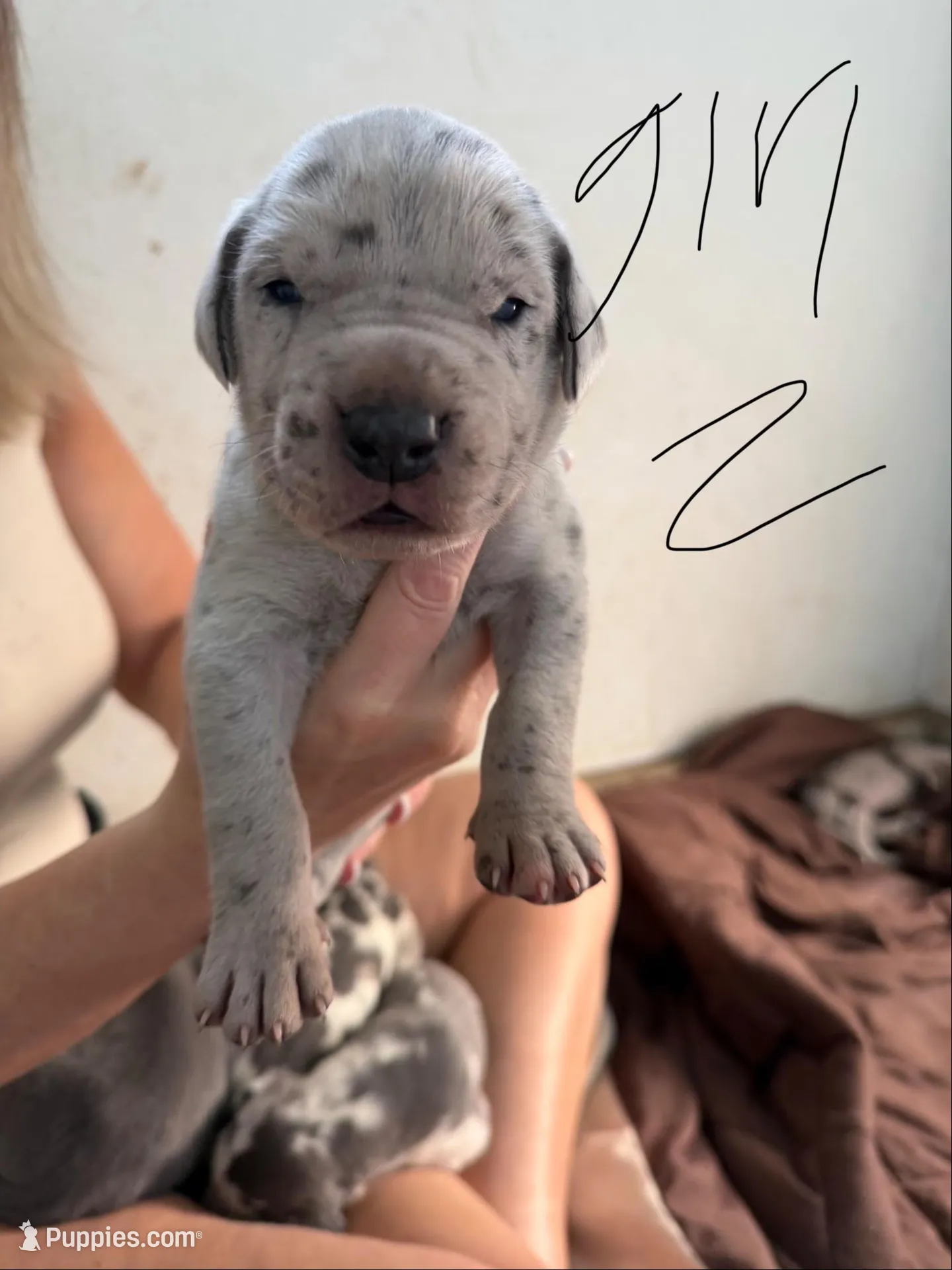 Merle Female , a female Great Dane for sale in Castle Rock, WA – Photo 2 of 3