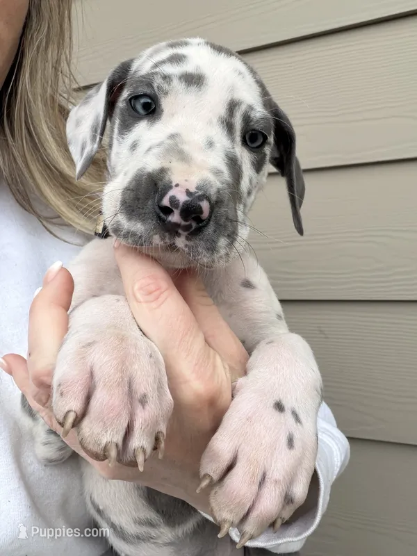 Harlequin Female – Great Dane puppy for sale in Castle Rock, WA