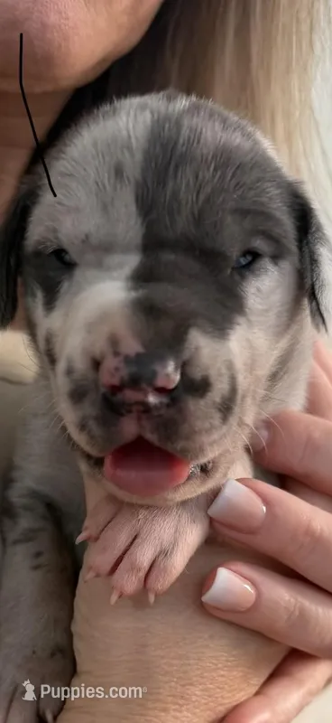 Merle Female  – Great Dane puppy for sale in Castle Rock, WA