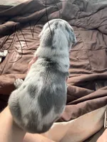 Merle Female , a female Great Dane for sale in Castle Rock, WA – Photo 3 of 3