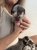 Merle Female , a female Great Dane for sale in Castle Rock, WA – Photo 2 of 3