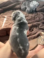 Harlequin Female, a female Great Dane for sale in Castle Rock, WA – Photo 3 of 3