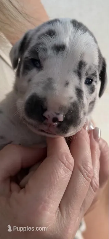 Harlequin Female – Great Dane puppy for sale in Castle Rock, WA