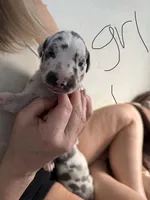 Harlequin Female, a female Great Dane for sale in Castle Rock, WA – Photo 2 of 3