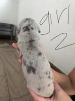 Merle Female , a female Great Dane for sale in Castle Rock, WA – Photo 3 of 3