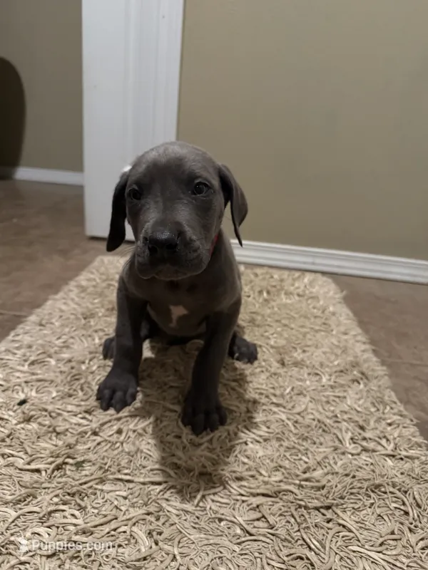 Blue Male – Great Dane puppy for sale in Castle Rock, WA
