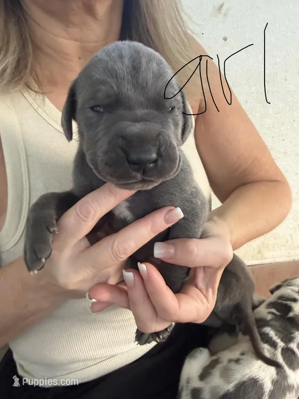 Blue Female – Great Dane puppy for sale in Castle Rock, WA