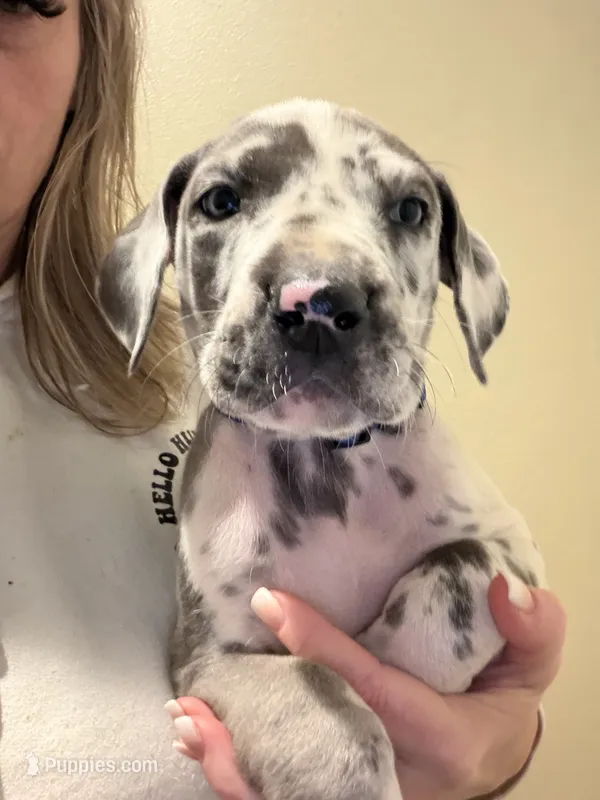 Harlequin Male – Great Dane puppy for sale in Castle Rock, WA