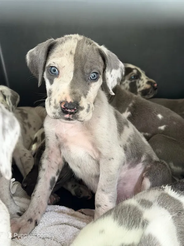 Merle Female  – Great Dane puppy for sale in Castle Rock, WA