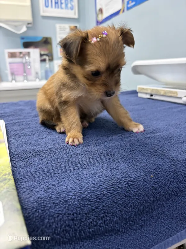 Snickers  – Morkie puppy for sale in Summerfield, FL