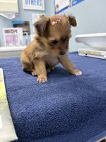 Snickers , a male Morkie for sale in Summerfield, FL – 1 of 5