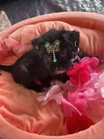 Pepper, a male Morkie for sale in Summerfield, FL – 2 of 5
