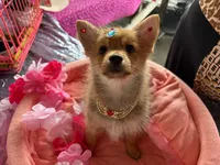 Foxy, a male Pomeranian and Yorkshire Terrier for sale in Summerfield, FL – 4 of 5