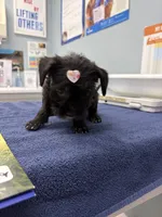 Pepper, a male Morkie for sale in Summerfield, FL – 5 of 5