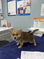 Foxy, a male Pomeranian and Yorkshire Terrier for sale in Summerfield, FL – 5 of 5