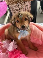 Snickers , a male Morkie for sale in Summerfield, FL – 3 of 5