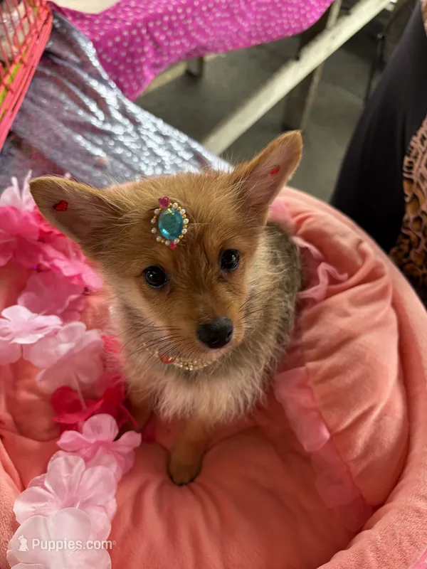 Foxy – Pomeranian, Yorkshire Terrier puppy for sale in Summerfield, FL