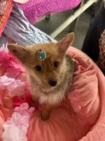 Foxy, a male Pomeranian and Yorkshire Terrier for sale in Summerfield, FL – 1 of 5