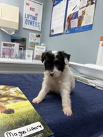 Fancy, a female Morkie for sale in Belleview, FL – 2 of 2