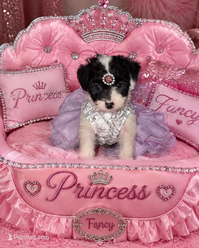 Fancy – Morkie puppy for sale in Belleview, FL