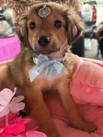Snickers , a male Morkie for sale in Summerfield, FL – 2 of 5
