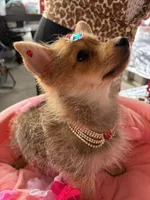 Foxy, a male Pomeranian and Yorkshire Terrier for sale in Summerfield, FL – 3 of 5