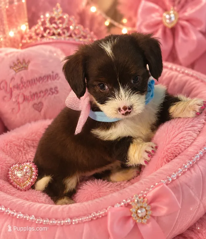 Sweetheart  – Yorkshire Terrier, Miniature Dachshund puppy for sale in Summerfield, FL