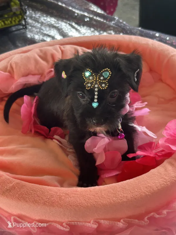 Pepper – Morkie puppy for sale in Summerfield, FL