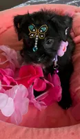 Pepper, a male Morkie for sale in Summerfield, FL – 4 of 5