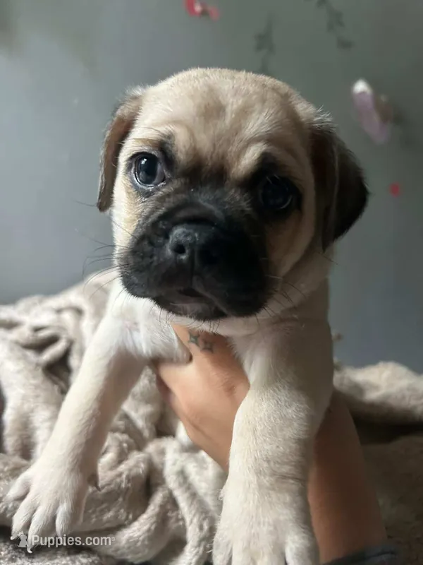 Rocky  – Chihuahua, Pug puppy for sale in Los Angeles, CA