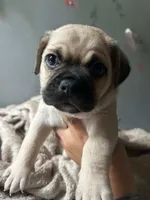 Rocky , a male Chihuahua and Pug for sale in Los Angeles, CA – 1 of 2