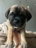 Taffy, a male Chihuahua and Pug for sale in Los Angeles, CA – 1 of 2