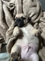 Rocky , a male Chihuahua and Pug for sale in Los Angeles, CA – 2 of 2